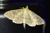 Patania ruralis