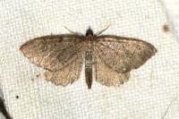 Philereme vetulata