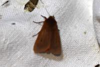 Phragmatobia fuliginosa