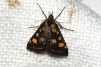 Pyrausta purpuralis
