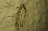 Ancylolomia tentaculella