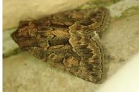 Thalpophila matura