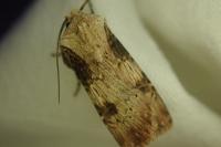 Agrotis puta