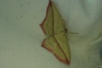 Timandra comae