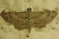 Gymnoscelis rufifasciata