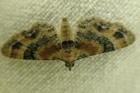 Eupithecia linariata