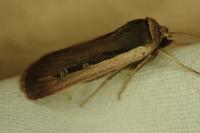Ochropleura leucogaster