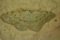 Scopula marginepunctata