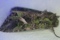Trachea atriplicis