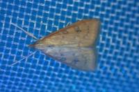 Udea ferrugalis
