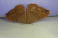 Watsonalla binaria