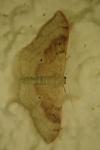 Idaea degeneraria