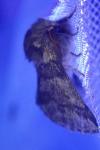 Thaumetopoea processionea