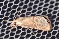 Euchromius bella