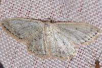 Scopula