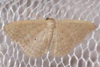 Idaea obsoletaria