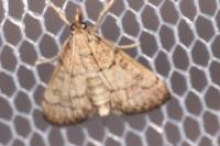 Metasia cuencalis bourgognei