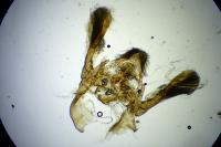 Homoeosoma nebulellum