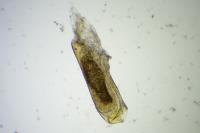 Homoeosoma nebulellum