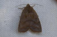 Ipimorpha subtusa