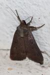 Amphipyra tragopoginis