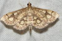 Anania stachydalis