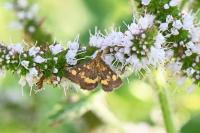 Pyrausta aurata