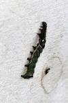 Abrostola triplasia