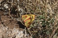 Diacrisia sannio