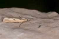 Agriphila inquinatella