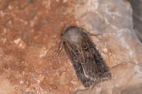 Agrotis bigramma