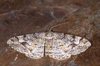 Alcis repandata