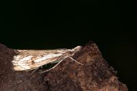 Catoptria falsella