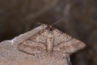 Isturgia murinaria