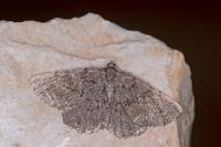 Selidosema taeniolaria