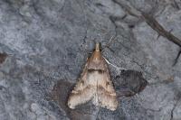 Stemmatophora brunnealis