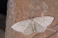 Scopula virgulata