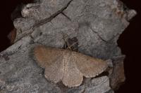 Isturgia murinaria