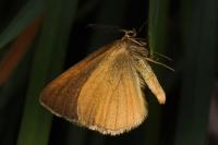 Crocota tinctaria