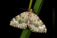 Colostygia olivata