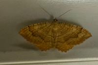Camptogramma bilineata