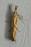 Agriphila inquinatella