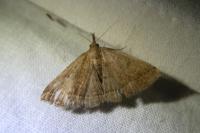 Polypogon plumigeralis
