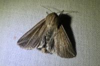 Mythimna riparia