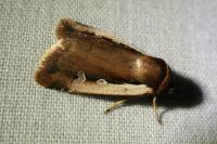 Ochropleura plecta