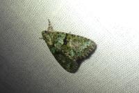 Cryphia algae/pallida/ochsi