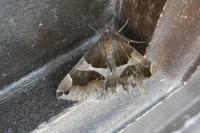 Dysgonia algira