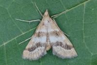 Metasia suppandalis