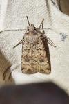 Agrotis trux rubrofusca