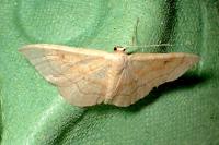 Idaea rubraria